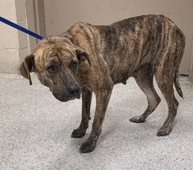 A young medium-sized female Pit Bull Terrier dog named A for adoption in Conroe, TX