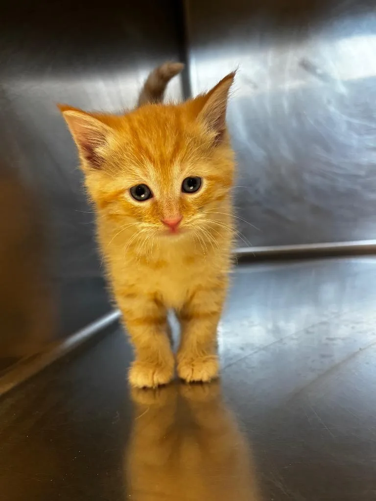 A baby small-sized male Domestic Short Hair cat named Wafer for adoption in Lima, OH