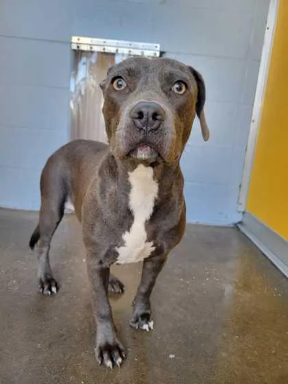A baby medium-sized female Gray / Blue / Silver Mixed Breed dog named Doodle for adoption in Fernandina Beach, FL