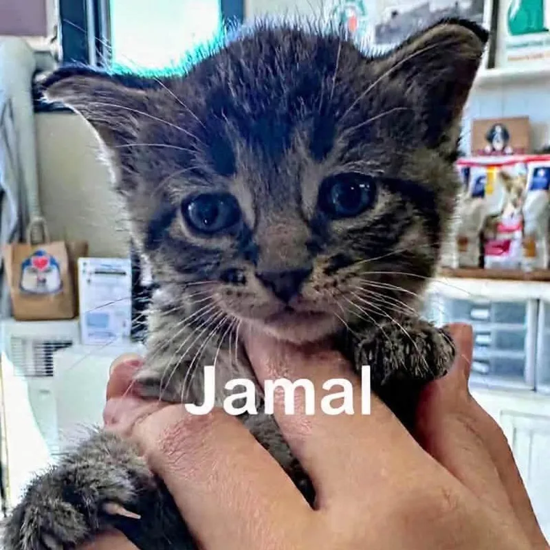 A baby small-sized male Gray / Blue / Silver Domestic Short Hair cat named Jamal for adoption in West Olive, MI