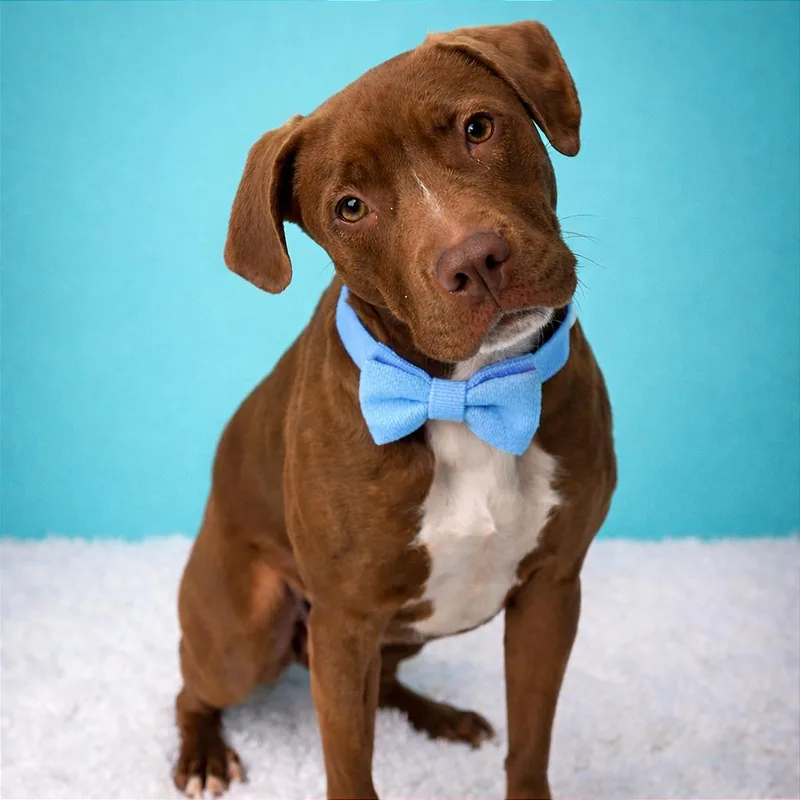 A young medium-sized female Brown / Chocolate Mixed Breed dog named Mary Kate for adoption in Binghamton, NY