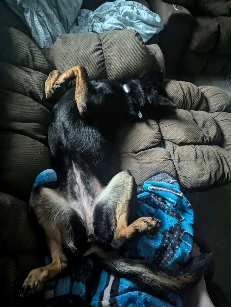 An adult large-sized female German Shepherd Dog dog named Valkyrie for adoption in Stanley, NC