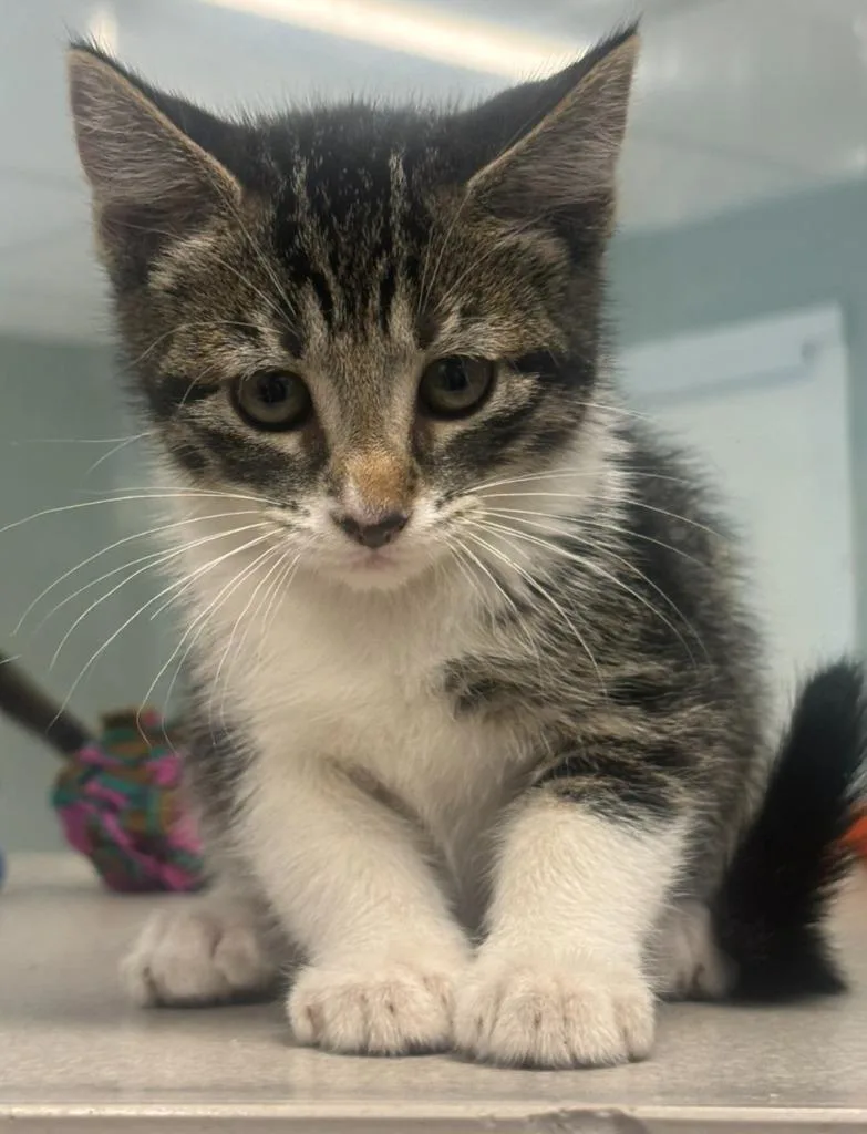 A baby large-sized female Domestic Short Hair cat named Sundrop for adoption in Viroqua, WI