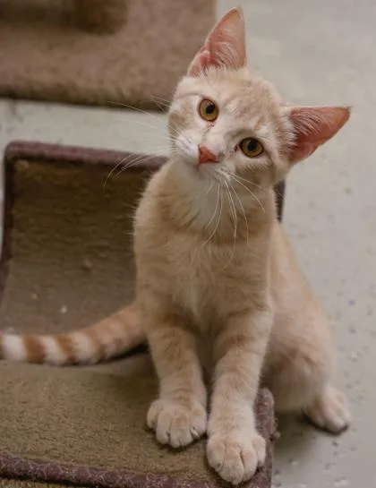 A baby medium-sized male Domestic Short Hair cat named Ricky for adoption in Verona, WI
