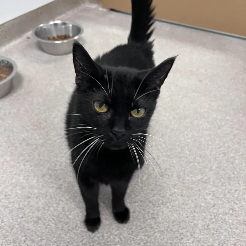 An adult medium-sized female Black Domestic Short Hair cat named Indigo for adoption in Arlington Heights, IL