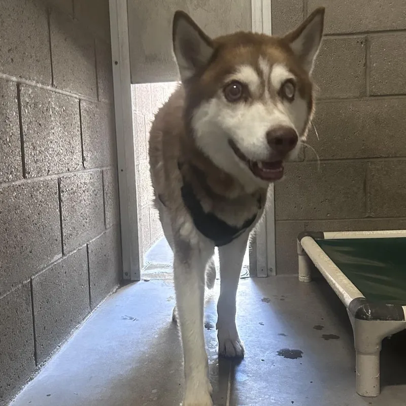 An adult medium-sized male White / Cream Husky dog named Holt for adoption in Yuma, AZ