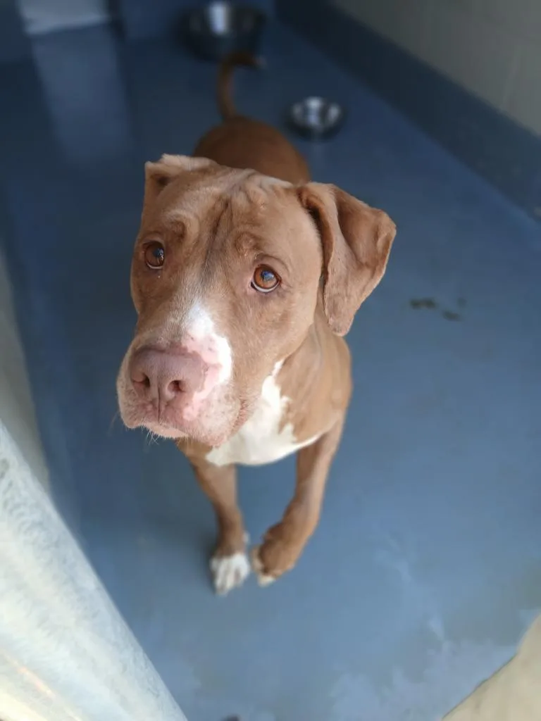 An adult medium-sized female Pit Bull Terrier dog named River for adoption in Johnson City, TN