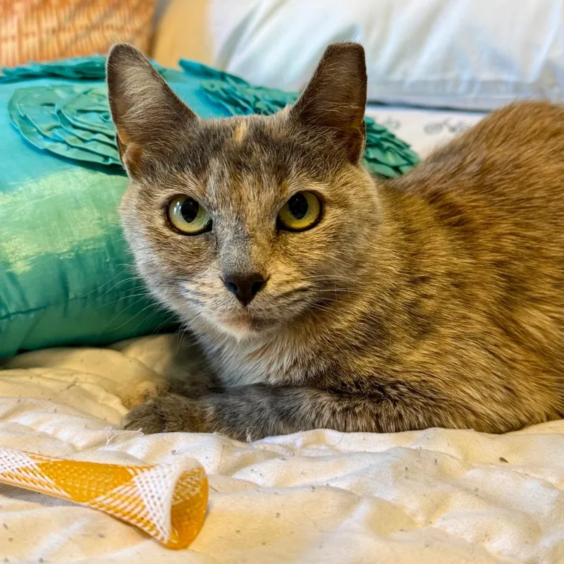 A young small-sized female Domestic Short Hair cat named Shy for adoption in Woodstock, GA