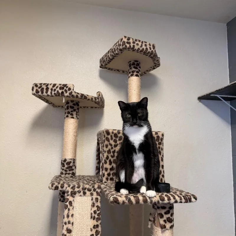 A young medium-sized female Black Domestic Short Hair cat named Dana Costa Mesa for adoption in Chino Hills, CA