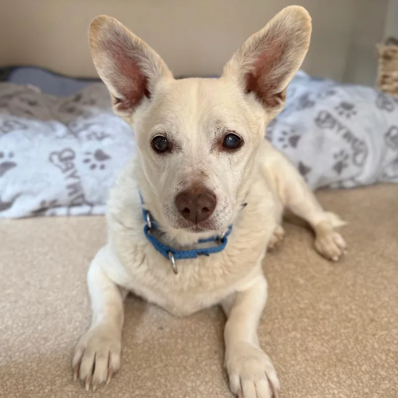 A senior medium-sized male White / Cream Chihuahua dog named Hubert for adoption in Kanab, UT