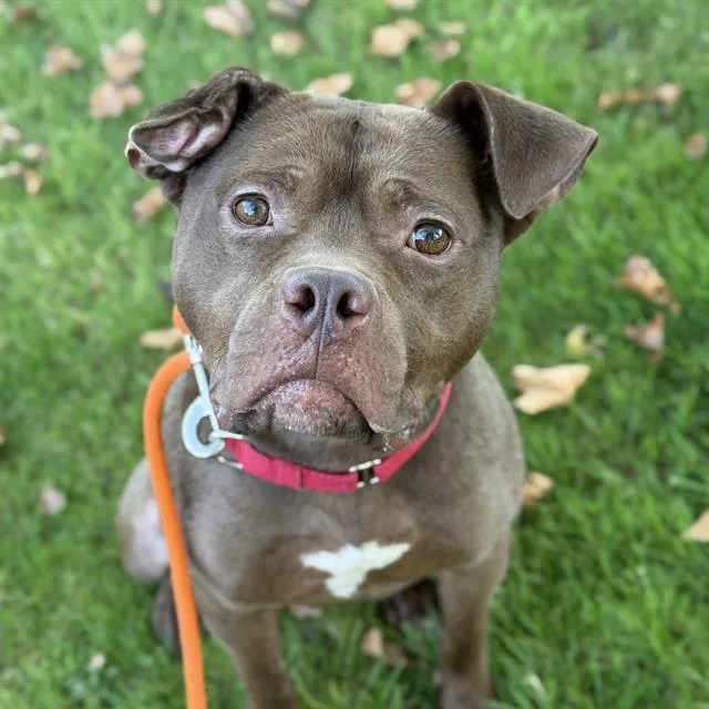 An adult large-sized male Staffordshire Bull Terrier dog named Alfred for adoption in Kent, WA