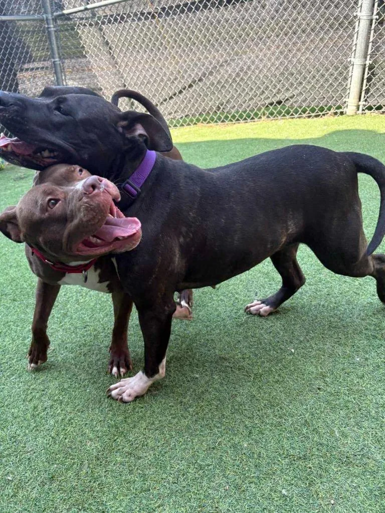 A young medium-sized female Pit Bull Terrier dog named Raven for adoption in New Kensington, PA