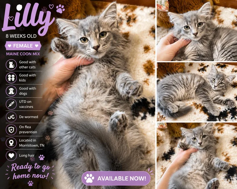 A baby extra large-sized female Blue Cream Maine Coon cat named Lilly for adoption in toledo, OH