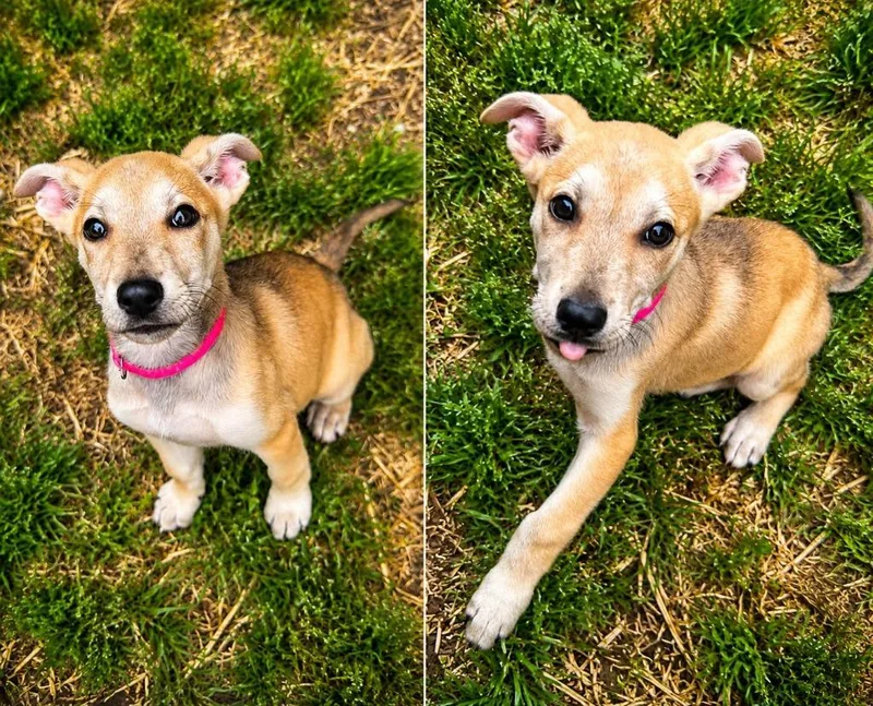 A baby medium-sized female Shepherd dog named Lady Liberty for adoption in Russellville, KY