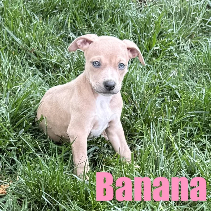 Banana thumbnail 3