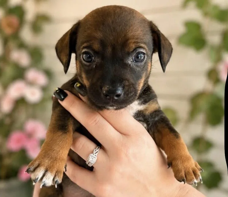 An adult small-sized male Chihuahua dog named Cliff for adoption in Margate, FL