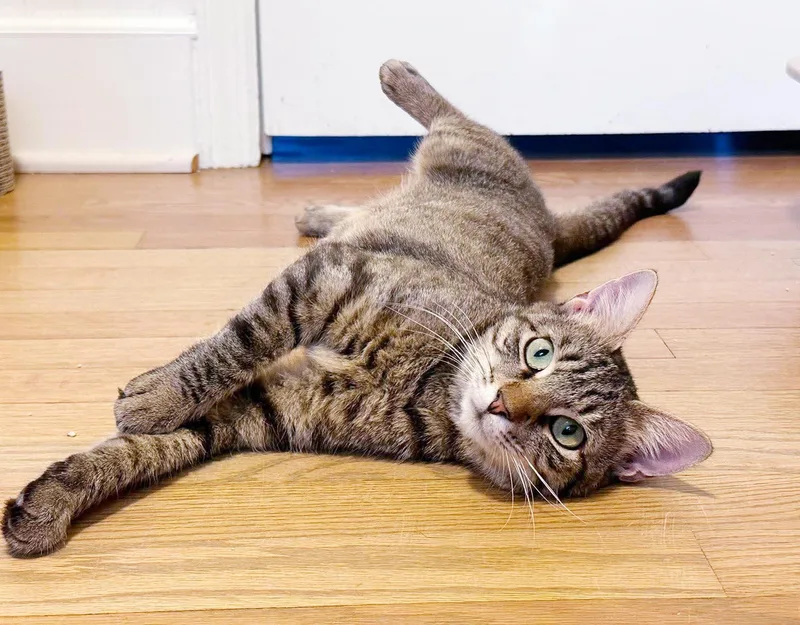A young small-sized female Tabby (Leopard / Spotted) Tabby cat named Hannah is our gentle for adoption in Bedford Hills, NY
