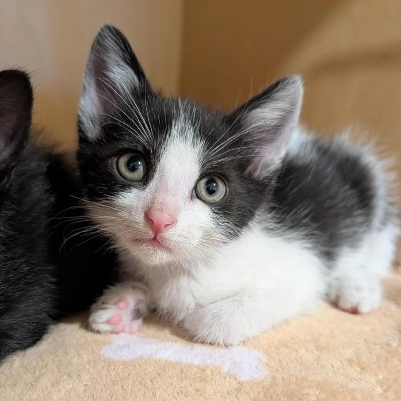 A baby small-sized male Black Domestic Short Hair cat named Log for adoption in Washington Township, OH