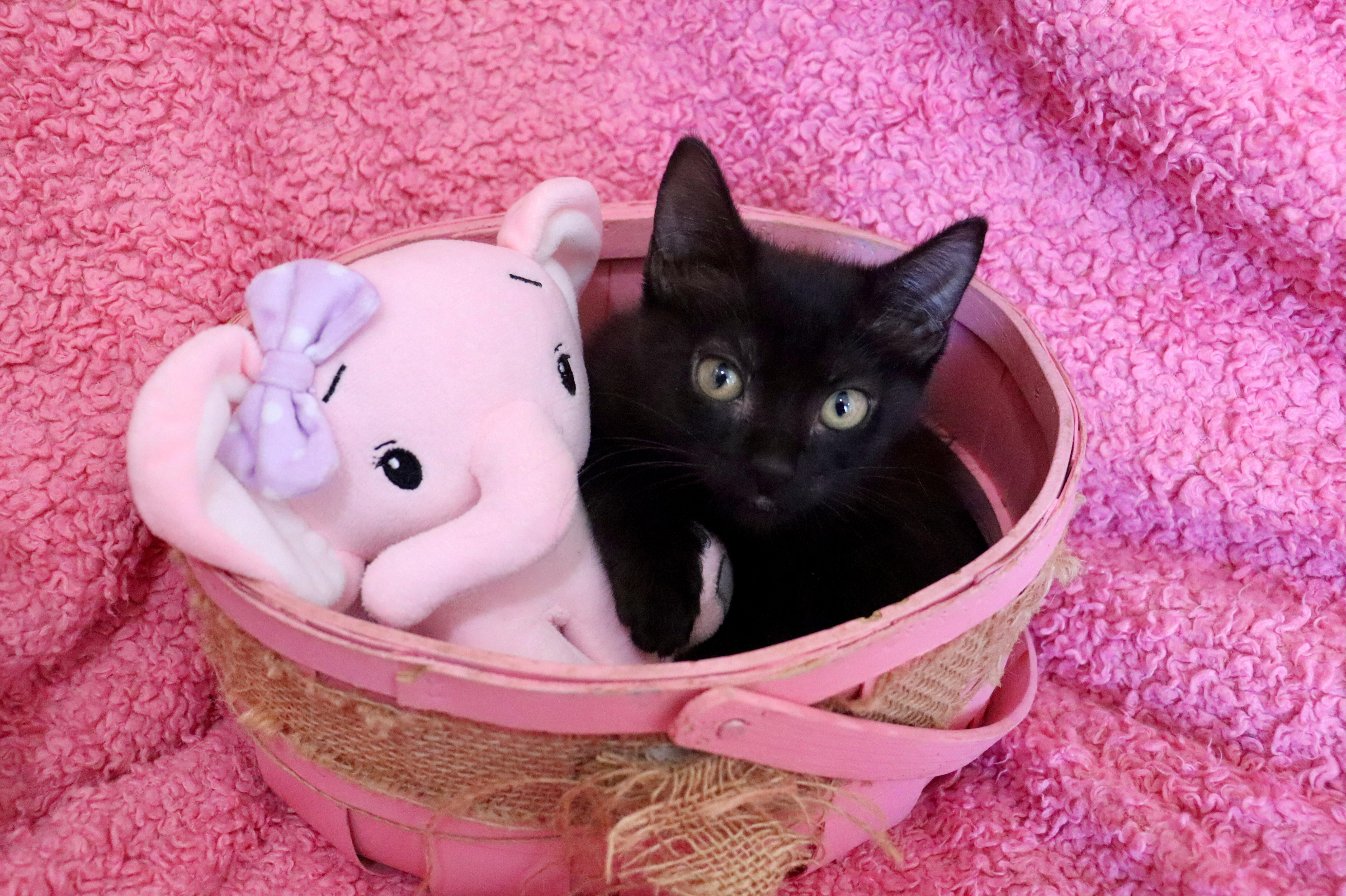 A baby medium-sized female Black Bombay cat named Midnight for adoption in Saint Augustine, FL