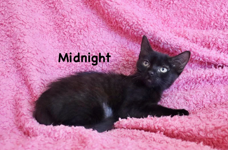 Midnight thumbnail 5