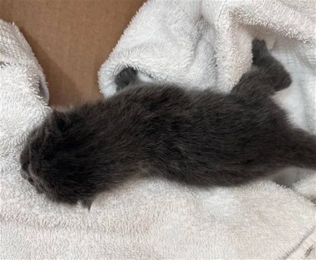 A baby medium-sized male Domestic Short Hair cat named Kato for adoption in Dallas, TX