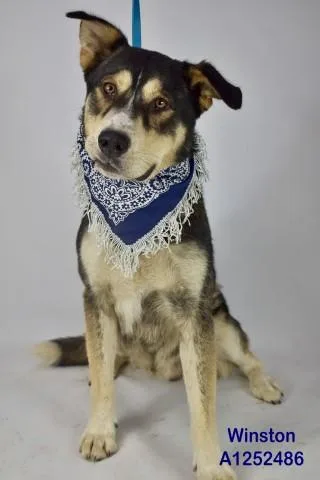 An adult medium-sized male German Shepherd Dog dog named Winston for adoption in Bakersfield, CA