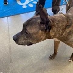 A senior large-sized male Brindle Pit Bull Terrier dog named Pip Pip Cheerio for adoption in York, PA