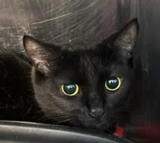 An adult large-sized female Black Domestic Short Hair cat named Luna Moon for adoption in Annapolis, MD