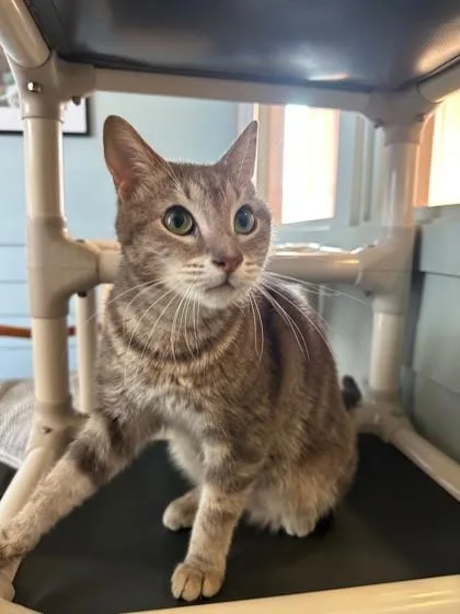 Cleopatra thumbnail 2