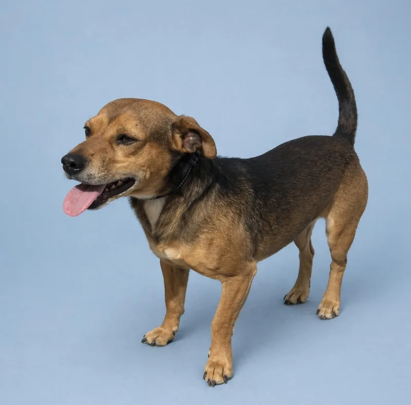 An adult medium-sized male Bicolor Dachshund dog named Bo for adoption in Rochester, TX
