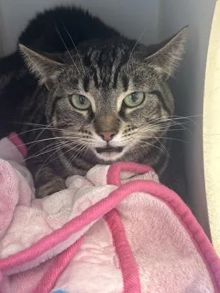 An adult medium-sized female Domestic Short Hair cat named Sierra for adoption in Picayune, MS