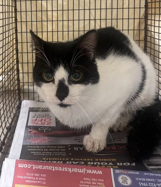A young medium-sized male Domestic Short Hair cat named Bottom for adoption in Fort Lauderdale, FL