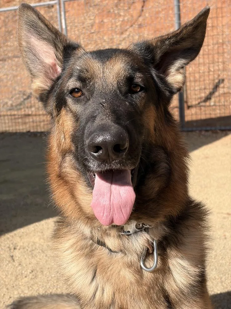 A young large-sized male Brown / Chocolate German Shepherd Dog named Whiskey for adoption in Shingle Springs, CA