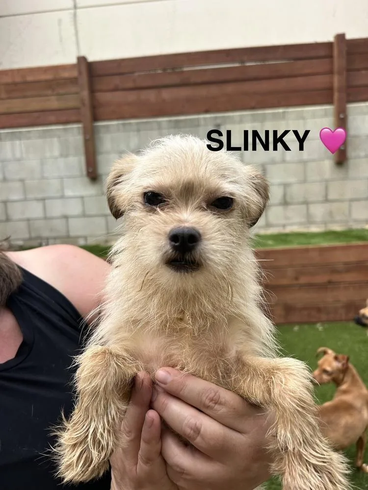 Slinky