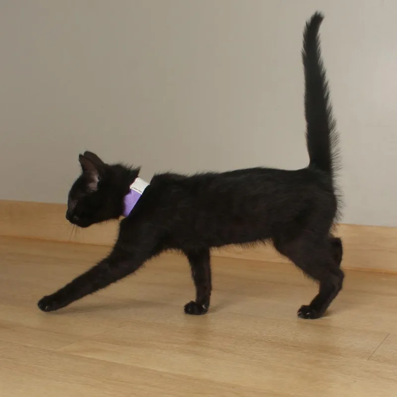 A baby small-sized female Black Domestic Short Hair cat named Squish C for adoption in Minnetonka, MN