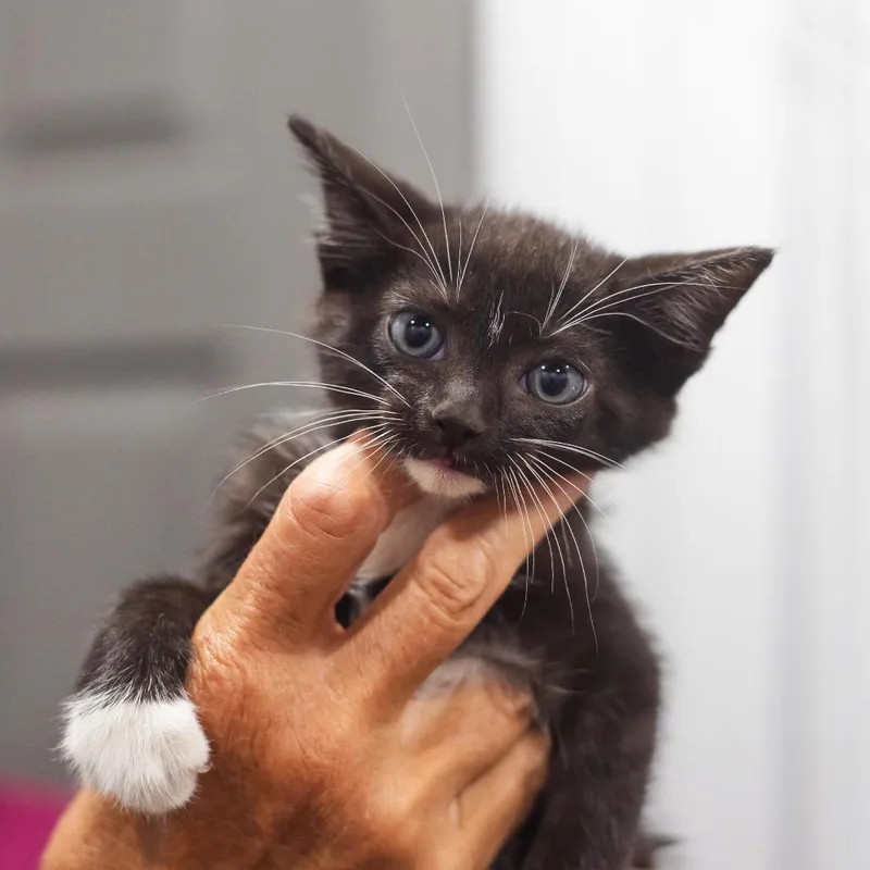 A baby small-sized male Domestic Short Hair cat named Cricket for adoption in Parrish, AL