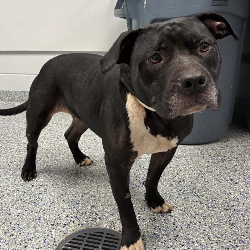 A senior large-sized female Black Mixed Breed dog named Chalupa for adoption in Greenville, SC