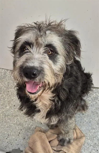 A young large-sized male Poodle dog named Fizz for adoption in Lodi, CA