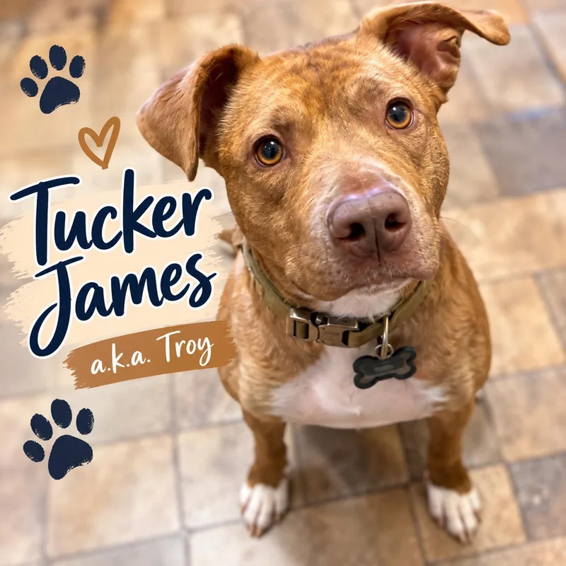 A young medium-sized male Apricot / Beige American Bully dog named Tucker James for adoption in Farmington, MO