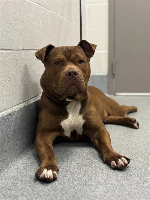 A young large-sized male Pit Bull Terrier dog named Baby Dee for adoption in Indianapolis, IN