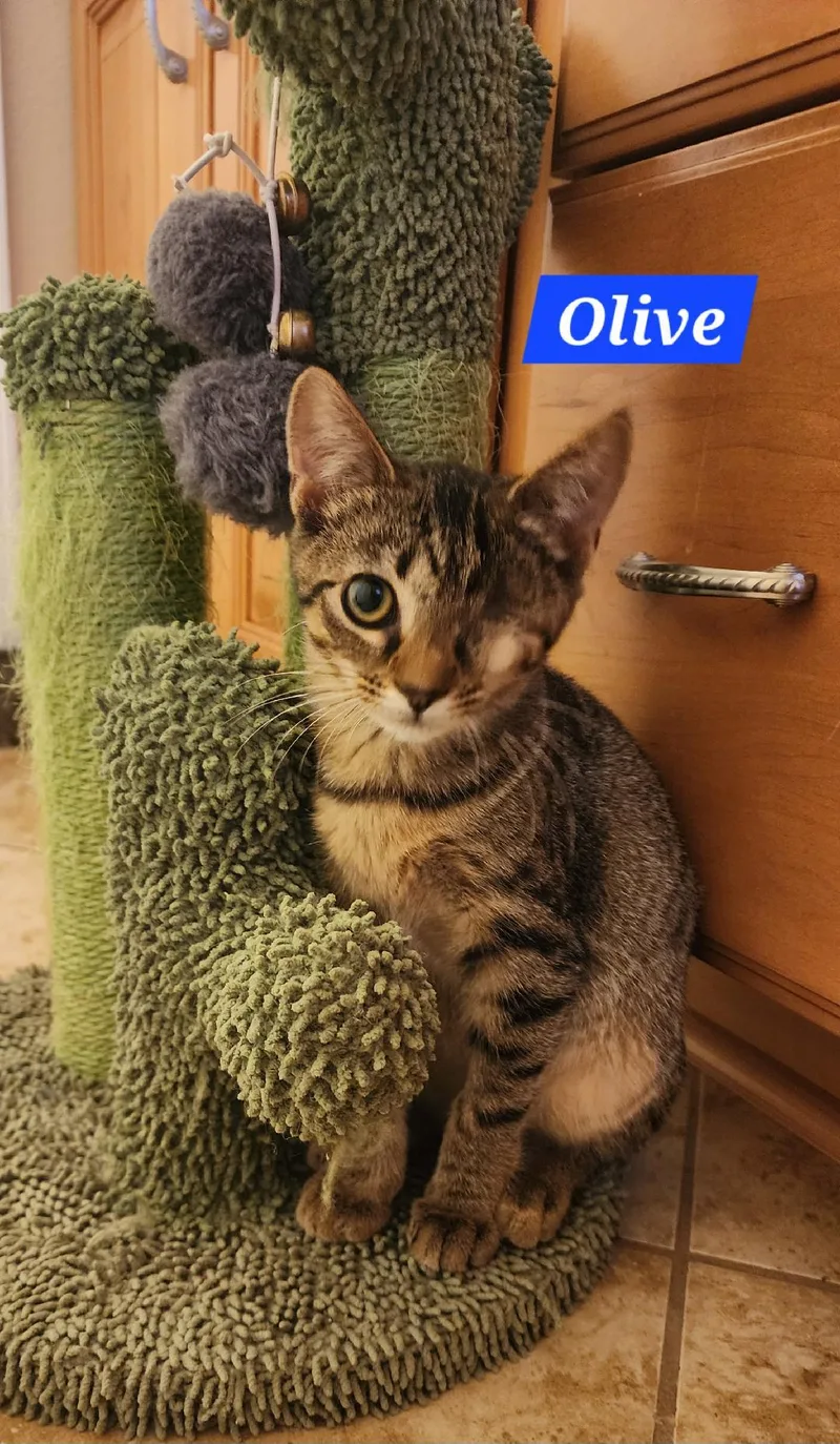 Olive thumbnail 2