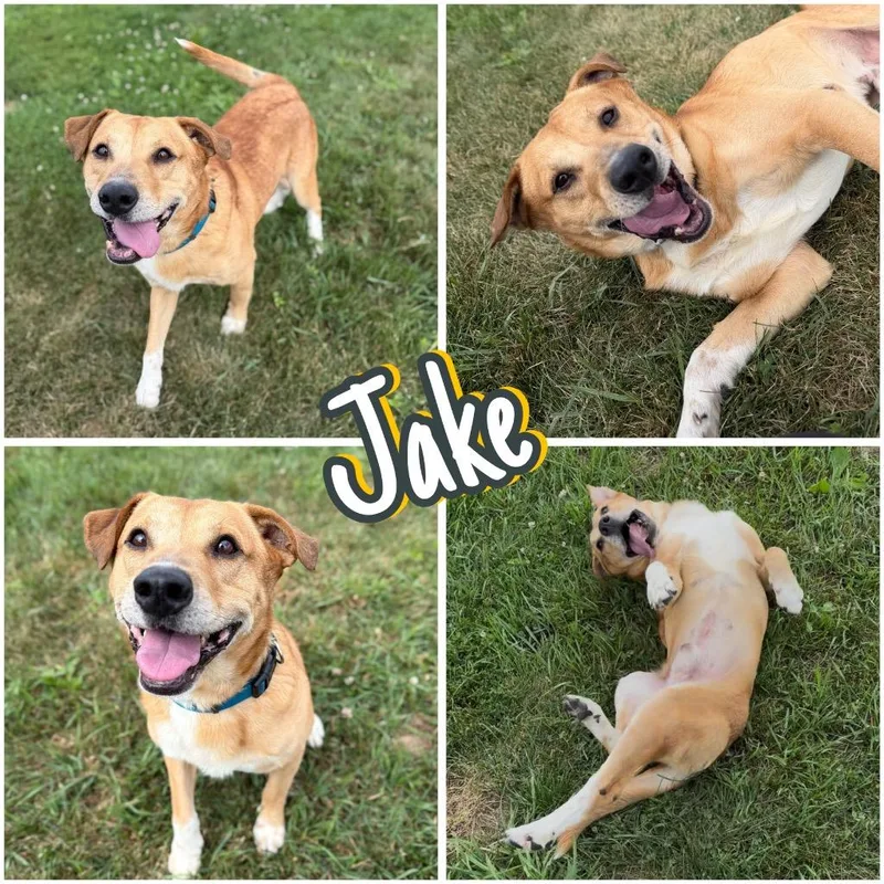 Jake thumbnail 2
