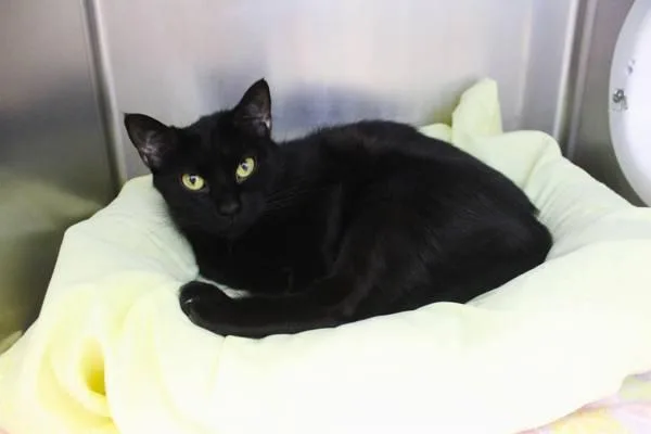 An adult small-sized female Domestic Short Hair cat named Chappell for adoption in Indiana, PA