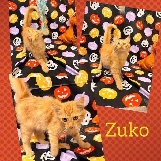 A baby small-sized male Domestic Medium Hair cat named Zuko for adoption in Rensselaer, IN