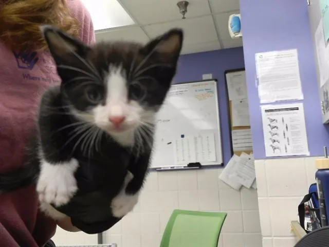 A baby small-sized male Domestic Short Hair cat named Uncle Sam for adoption in Omaha, NE