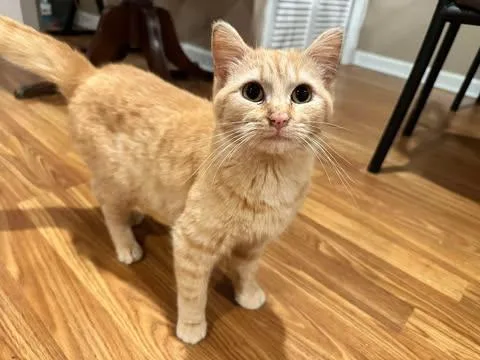 An adult medium-sized female Tabby (Orange / Red) Domestic Short Hair cat named Peaches for adoption in East Lansing, MI