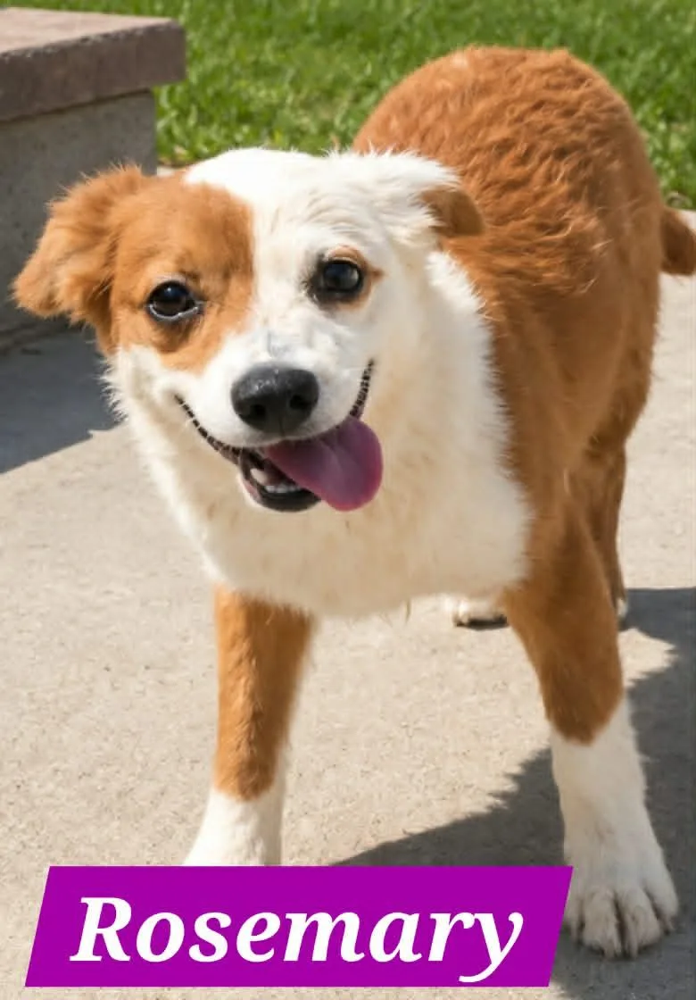 A baby medium-sized female Australian Shepherd dog named Rosemary Mae for adoption in Minneapolis, MN