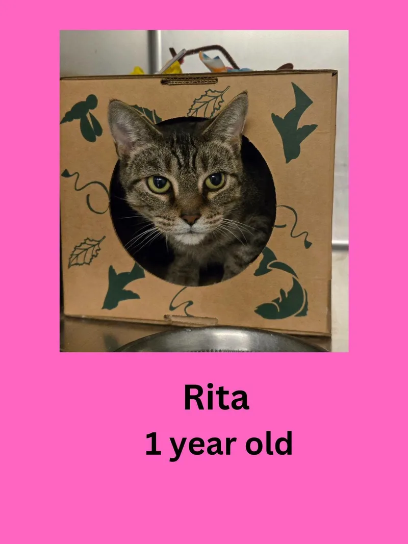 An adult large-sized female Tabby (Gray / Blue / Silver) Domestic Short Hair cat named Rita for adoption in Ravenna, OH