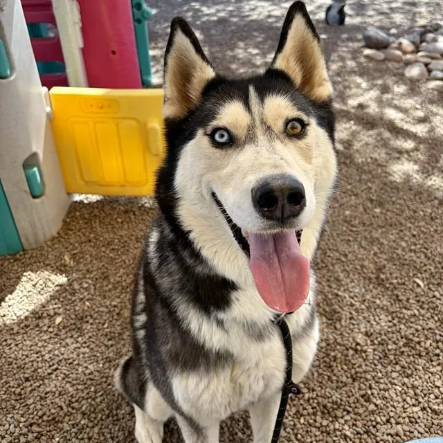 A young large-sized female Siberian Husky dog named Winona for adoption in Phoenix, AZ
