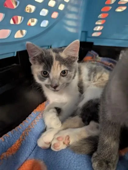 A baby small-sized female Domestic Short Hair cat named Maserati for adoption in West Chester, PA